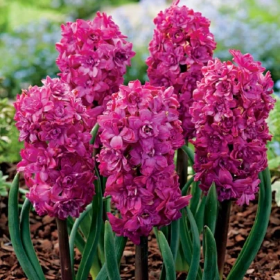 Hyacint plnokvětý Red Diamond - Hyacinthus - cibuloviny - 1 ks