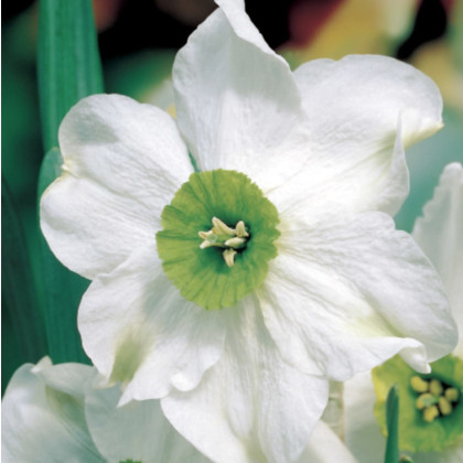Narcis Sinopel - Narcissus - cibuloviny - 3 ks