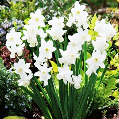 Narcis Silver Bouquet - Narcissus - cibuloviny - 3 ks