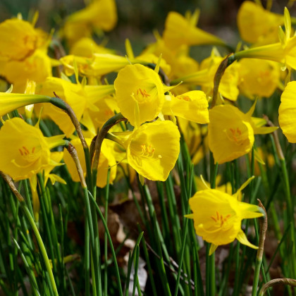 Narcis Golden bells - Narcissus bulbocodium - cibuloviny - 3 ks