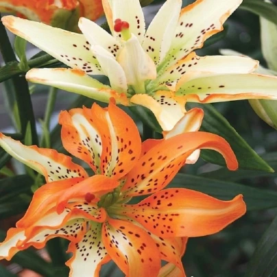 Lilie Must See - Lilium - cibuloviny - 1 ks