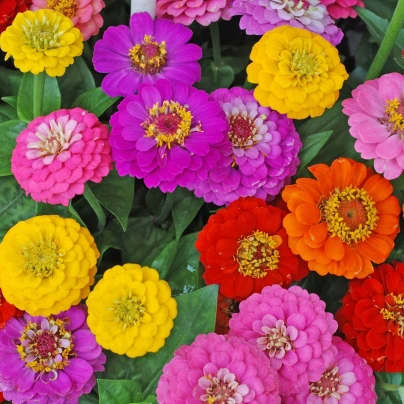 Ostálka jiřinkokvětá směs barev - Zinnia elegans - semena - 50 ks