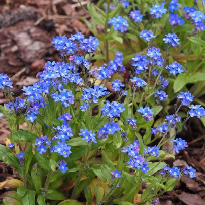 Pomněnka alpinská zakrslá - Myosotis alpestris - semena - 700 ks