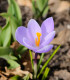 Krokus Vanguard - Crocus vernus - cibuloviny - 3 ks