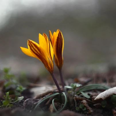 Krokus širokolistý - Crocus angustifolius  - cibuloviny - 3 ks