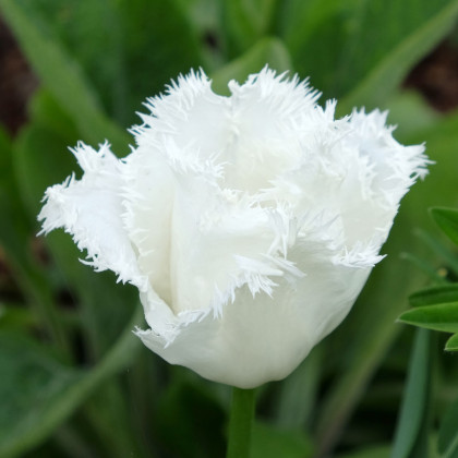 Tulipán Honeymoon - Tulipa - cibuloviny - 3 ks