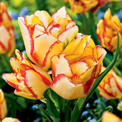 Tulipán Aquilla - Tulipa - cibuloviny - 3 ks