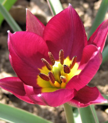 Tulipán Persian Pearl - Tulipa humilis - cibuloviny - 3 ks