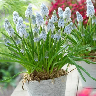 Modřenec Valerie Finish - Muscari armeniacum - cibuloviny - 5 ks