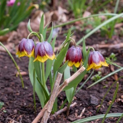 Řebčík Michailovskyi - Fritillaria michailovskyi - cibuloviny - 3 ks