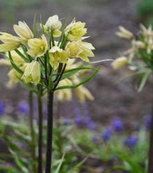 Řebčík Raddeana - Fritillaria raddeana - cibuloviny - 1 ks