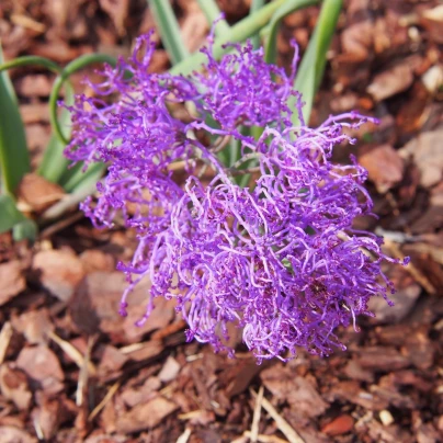 Modřenec Plumosum - Muscari comusum - cibuloviny - 5 ks