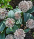 Česnek Ivory Queen - Allium - cibuloviny - 3 ks