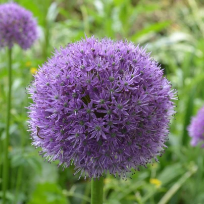 Česnek His Excellency - Allium - cibuloviny - 3 ks