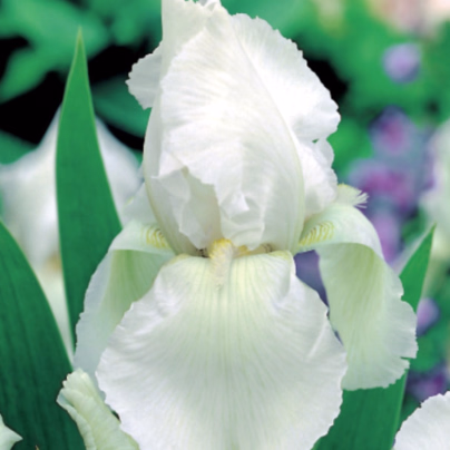 Kosatec německý bílý - Iris germanica - hlízy - 1 ks
