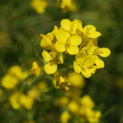 Hořčice černá - Brassica nigra - semena - 50 ks