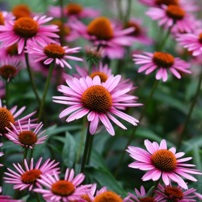 BIO Třapatkovka nachová - Echinacea purpurea - bio semena - 15 ks