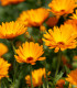 BIO Měsíček lékařský oranžový - Calendula officinalis - semena měsíčku - 30 ks