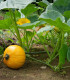 BIO Dýně Uchiki kuri - Cucurbita pepo - bio semena - 5 ks