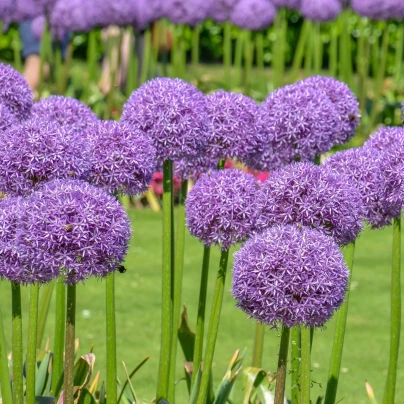 Česnek obrovský Giganteum - Allium giganteum - cibuloviny - 1 ks