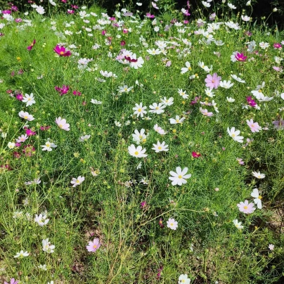 Krásenka zpeřená Bílá senzace - Cosmos bipinnatus - semena - 40 ks