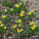 Tulipán pozdní Tarda - Tulipa tarda - cibuloviny - 3 ks