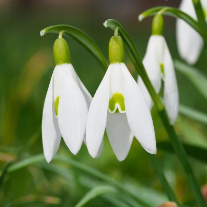 Sněženka podsněžník - Galanthus nivalis - cibuloviny - 3 ks