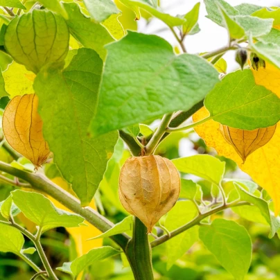 Mochyně peruánská - Physalis peruviana - semena - 10 ks