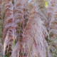 Pampová tráva růžová - Pampas - Cortaderia selloana - semena - 10 ks