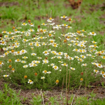 Rmen rolní - Anthemis arvensis - semena - 0,2 g