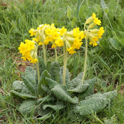 Prvosenka jarní - Primula veris - semena - 50 ks