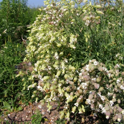 Silenka nadmutá Stridolo - Silene inflata - semena - 0,2 g