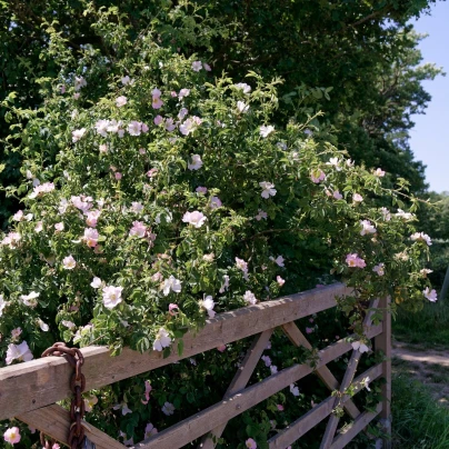 Růže šípková - Rosa canina - semena - 5 ks