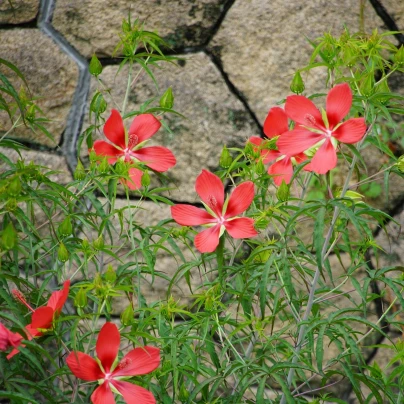 Ibišek šarlatový - Hibiscus coccineus - semena - 5 ks