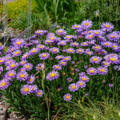 Astra alpínská modrá - Aster alpinus - semena - 50 ks