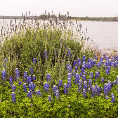 Lupina úzkolistá modrá - Lupinus angustifolia - semena - 20 ks