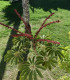 Šeflera actinophylla - Schefflera actinophylla - semena - 6 ks