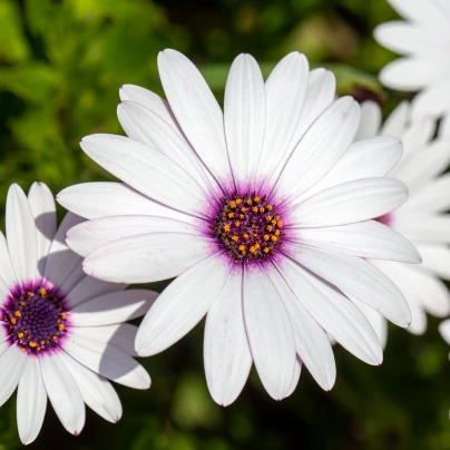 Paprskovka White - Osteospermum ecklonis - semena - 6 ks