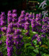 Monarda citrónová - Monarda citriodora - semena - 50 ks