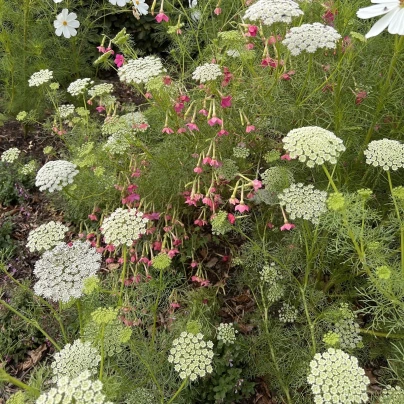 Pakmín větší - Ammi majus - semena - 150 ks