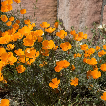 Sluncovka kalifornská oranžová - Eschscholzia californica- semena - 200 ks