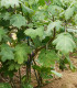 Solanum mammosum - Solanum mammosum - semena - 5 ks