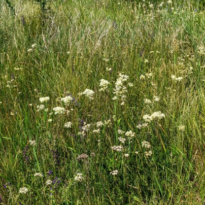 Tužebník obecný - Filipendula vulgaris - semena - 0,3 g