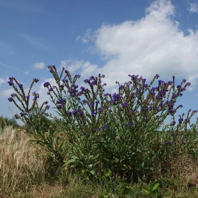 Pilát lékařský - Anchusa officinalis - semena - 10 ks