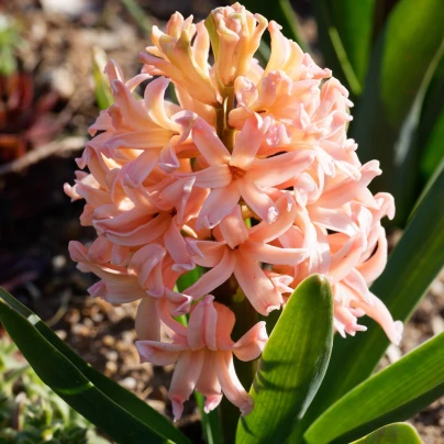 Hyacint oranžový Gipsy Queen - Hyacinthus - cibuloviny - 1 ks