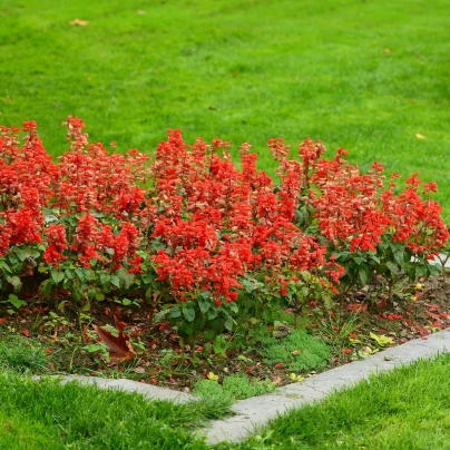 Šalvěj zářivá Johannisfeuer - Salvia splendens - semena - 15 ks