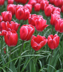 Tulipán Kung Fu - Tulipa - cibuloviny - 3 ks