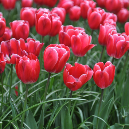 Tulipán Kung Fu - Tulipa - cibuloviny - 3 ks