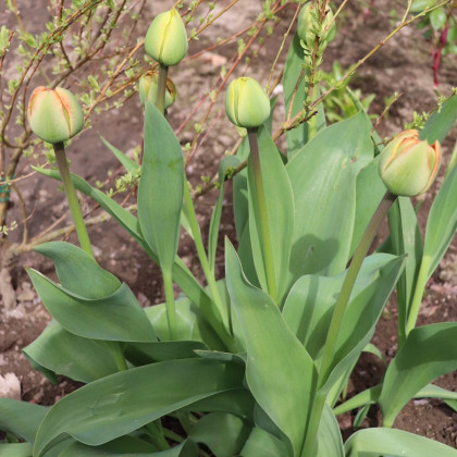 Tulipán Sunlover - Tulipa - cibuloviny - 3 ks