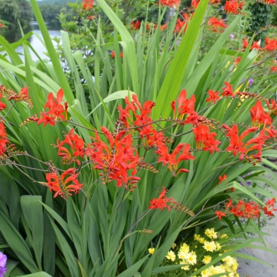 Montbrécie Lucifer - Crocosmia - cibuloviny - 4 ks